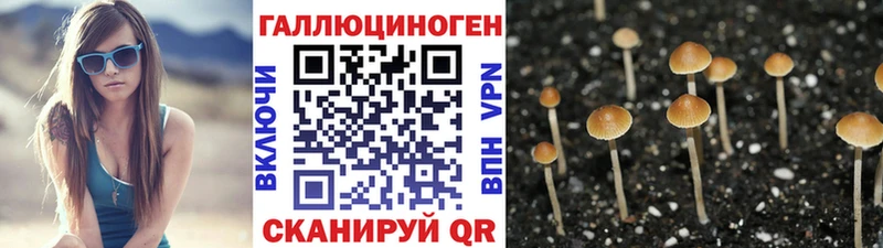 Купить  Гай  Псилоцибиновые грибы прущие грибы 